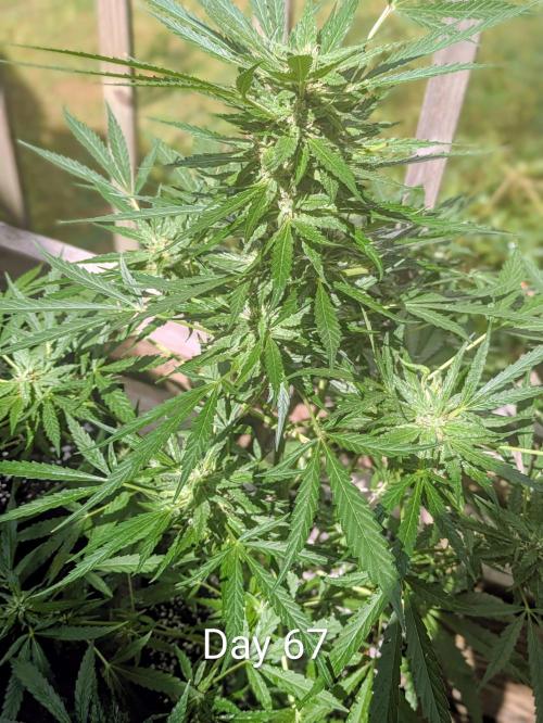 1st Outdoor Grow - Mystic Gorilla Auto. Week 9