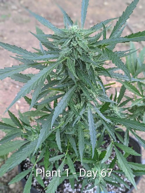 2nd Outdoor Grow - Mystic Gorilla Auto. Week 9