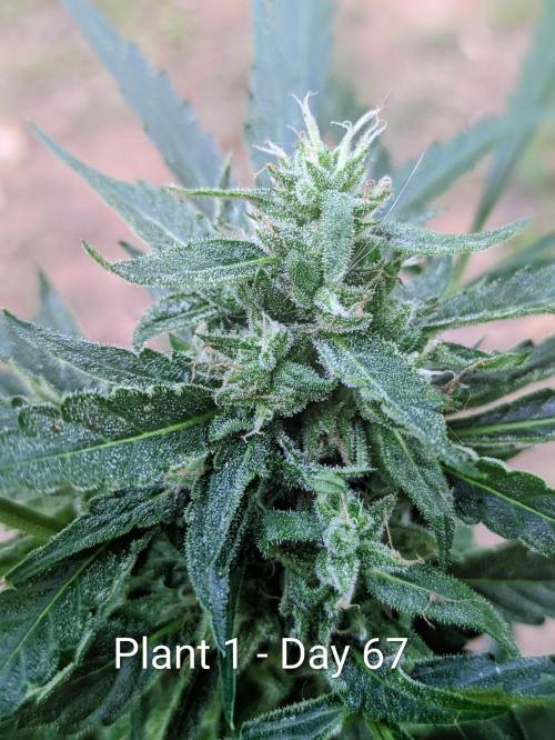 2nd Outdoor Grow - Mystic Gorilla Auto. Week 9