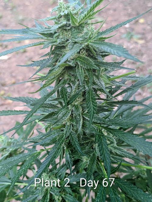 2nd Outdoor Grow - Mystic Gorilla Auto. Week 9