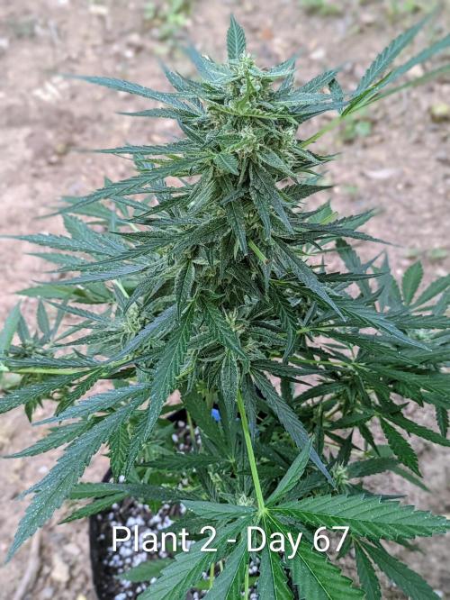 2nd Outdoor Grow - Mystic Gorilla Auto. Week 9