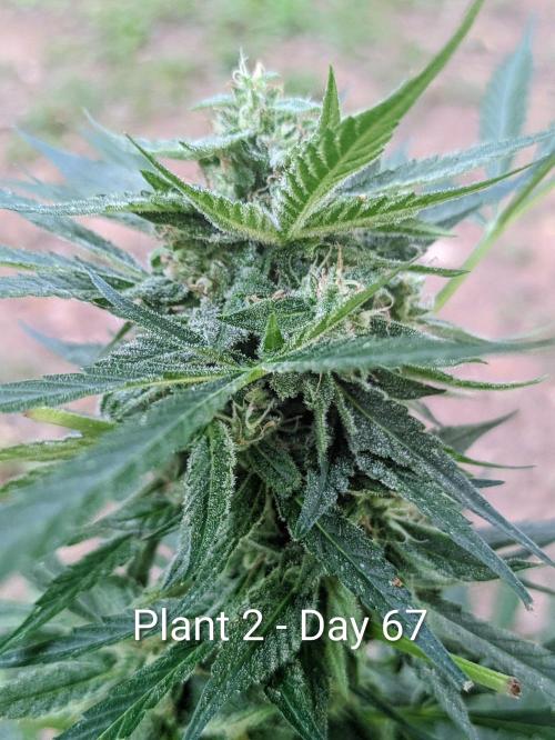 2nd Outdoor Grow - Mystic Gorilla Auto. Week 9