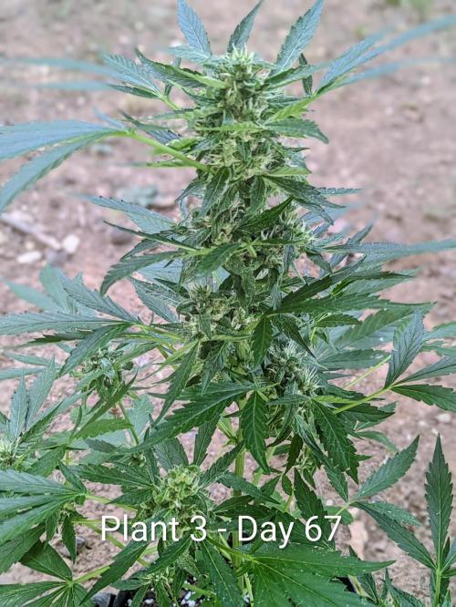 2nd Outdoor Grow - Mystic Gorilla Auto. Week 9