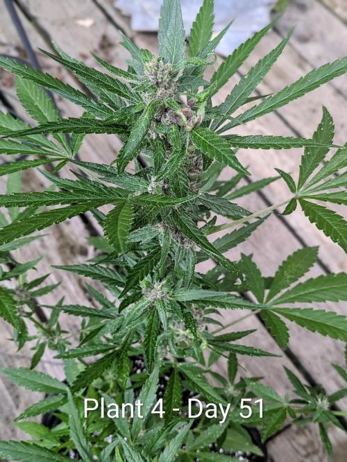 3rd Outdoor Grow - Purple Lemonade RF3. Week 7