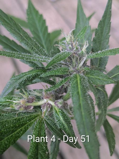 3rd Outdoor Grow - Purple Lemonade RF3. Week 7