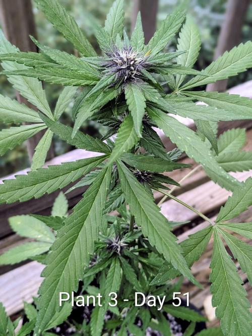 3rd Outdoor Grow - Purple Lemonade RF3. Week 7