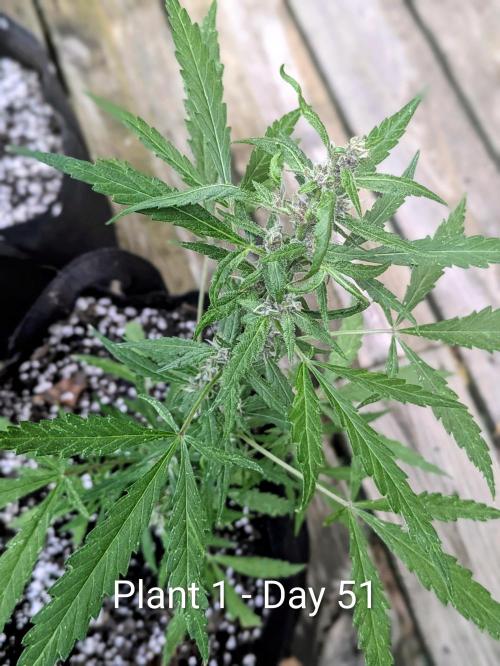 3rd Outdoor Grow - Purple Lemonade RF3. Week 7