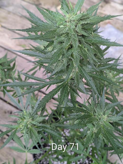 1st Outdoor Grow - Mystic Gorilla Auto. Week 9