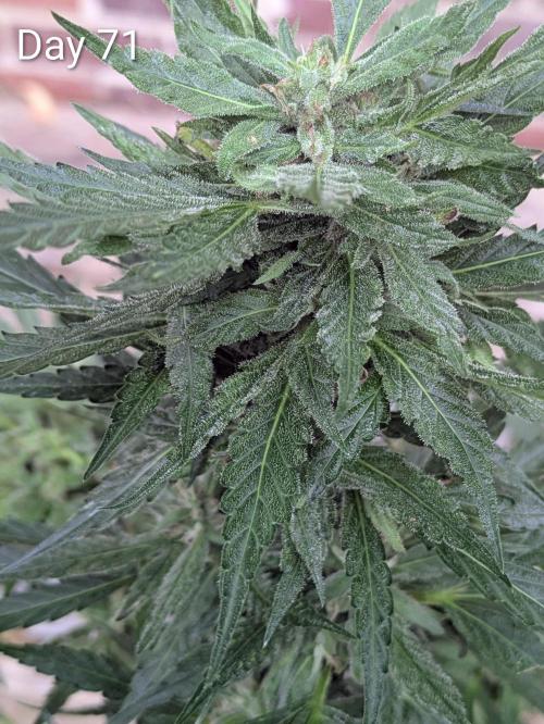 1st Outdoor Grow - Mystic Gorilla Auto. Week 9