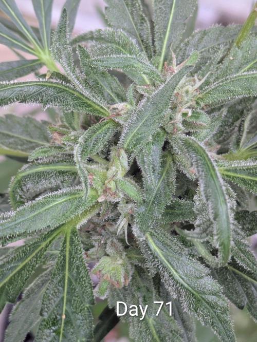 1st Outdoor Grow - Mystic Gorilla Auto. Week 9
