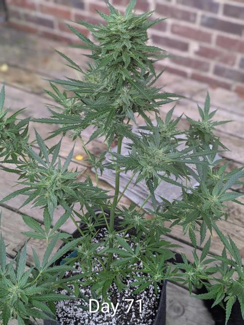 1st Outdoor Grow - Mystic Gorilla Auto. Week 9