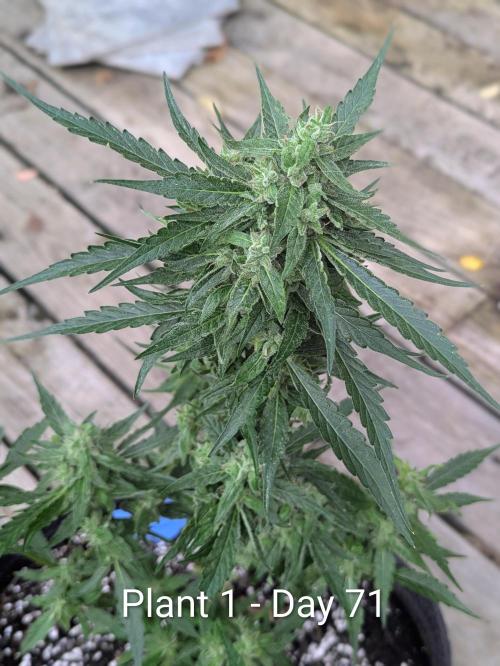 2nd Outdoor Grow - Mystic Gorilla Auto. Week 9