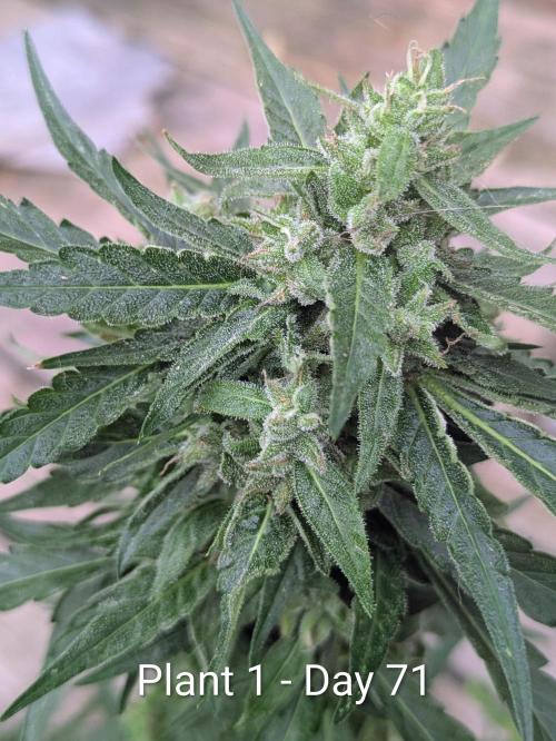 2nd Outdoor Grow - Mystic Gorilla Auto. Week 9