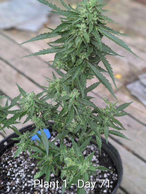 2nd Outdoor Grow - Mystic Gorilla Auto. Week 9