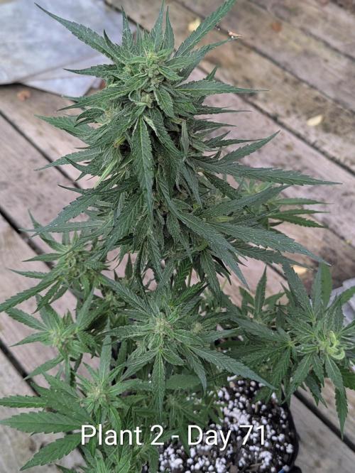 2nd Outdoor Grow - Mystic Gorilla Auto. Week 9
