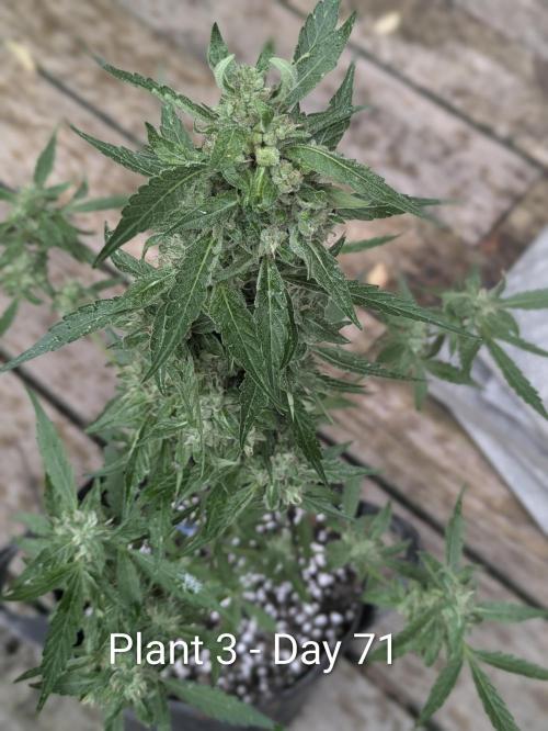 2nd Outdoor Grow - Mystic Gorilla Auto. Week 9