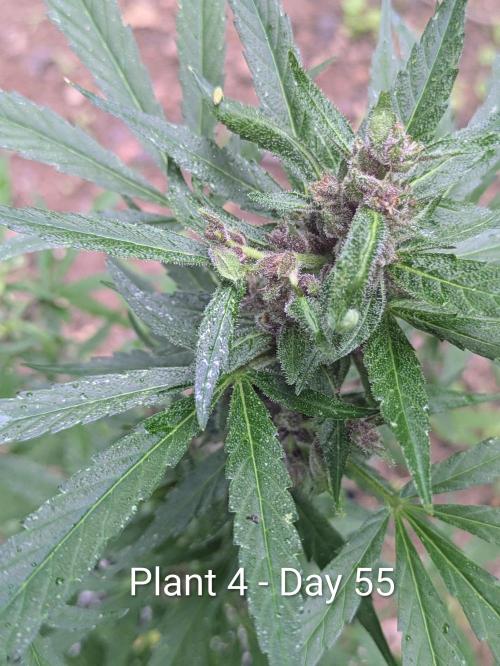 3rd Outdoor Grow - Purple Lemonade RF3. Week 7