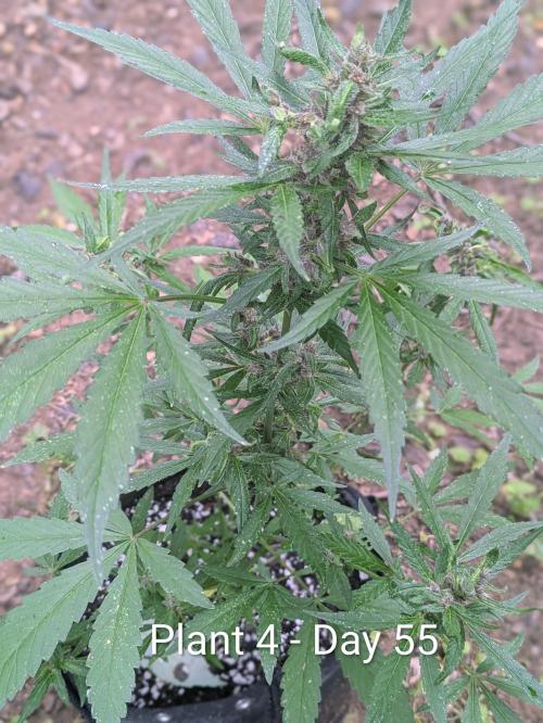 3rd Outdoor Grow - Purple Lemonade RF3. Week 7