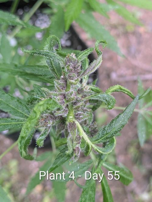 3rd Outdoor Grow - Purple Lemonade RF3. Week 7