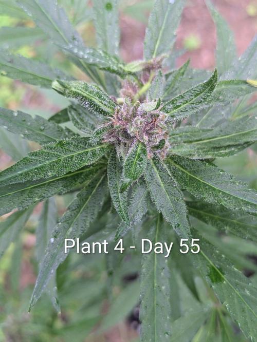 3rd Outdoor Grow - Purple Lemonade RF3. Week 7
