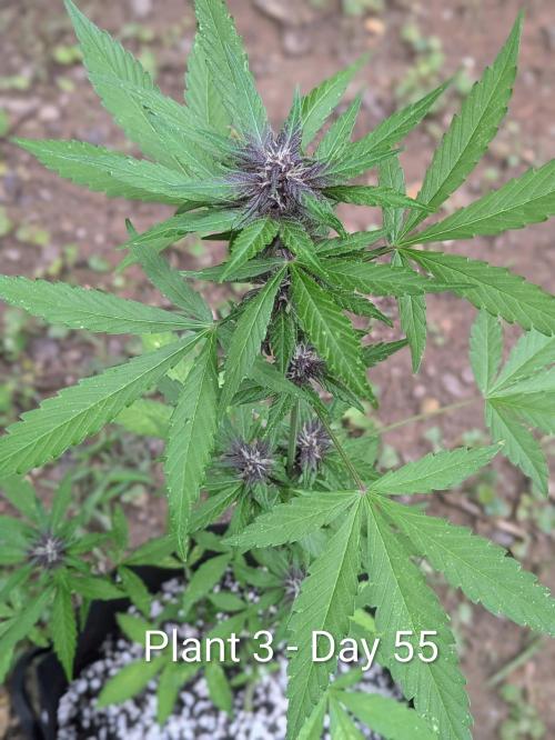 3rd Outdoor Grow - Purple Lemonade RF3. Week 7
