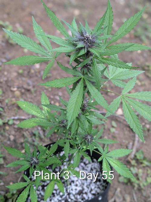 3rd Outdoor Grow - Purple Lemonade RF3. Week 7