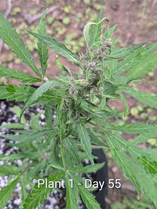 3rd Outdoor Grow - Purple Lemonade RF3. Week 7