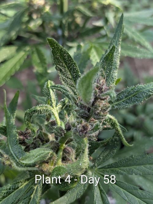 3rd Outdoor Grow - Purple Lemonade RF3. Week 8