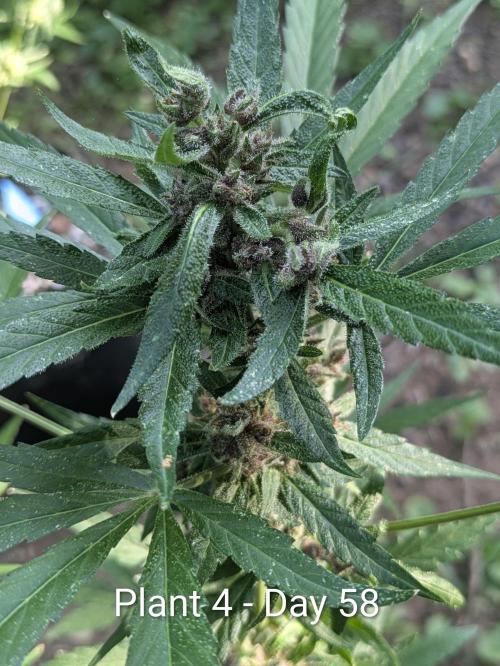 3rd Outdoor Grow - Purple Lemonade RF3. Week 8