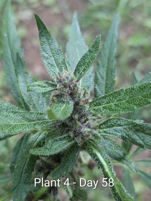 3rd Outdoor Grow - Purple Lemonade RF3. Week 8