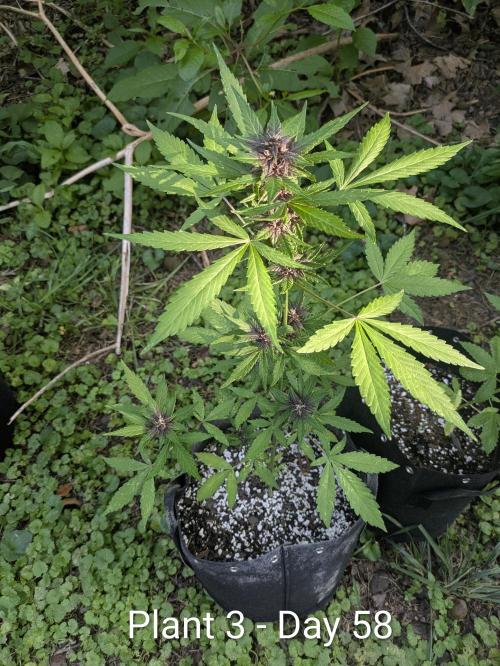 3rd Outdoor Grow - Purple Lemonade RF3. Week 8