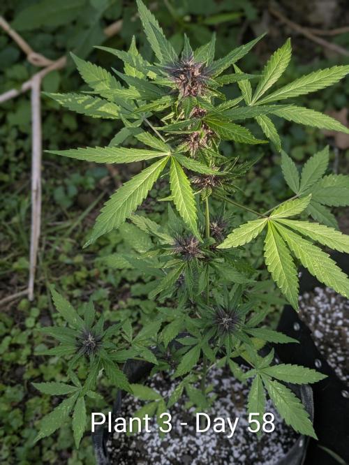 3rd Outdoor Grow - Purple Lemonade RF3. Week 8