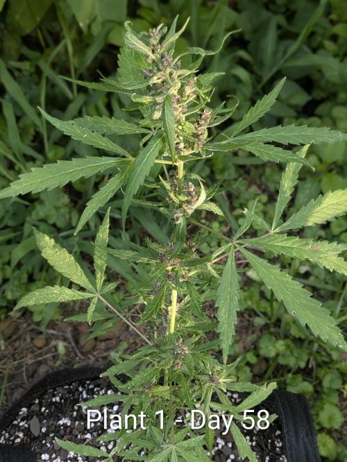 3rd Outdoor Grow - Purple Lemonade RF3. Week 8