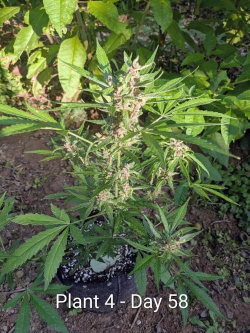 3rd Outdoor Grow - Purple Lemonade RF3. Week 8