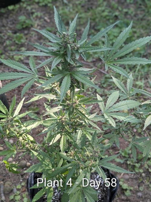 3rd Outdoor Grow - Purple Lemonade RF3. Week 8
