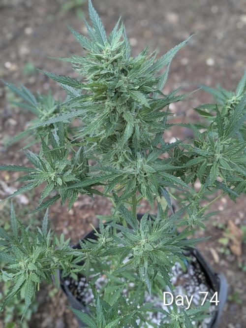 1st Outdoor Grow - Mystic Gorilla Auto. Week 10