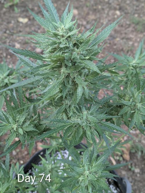 1st Outdoor Grow - Mystic Gorilla Auto. Week 10