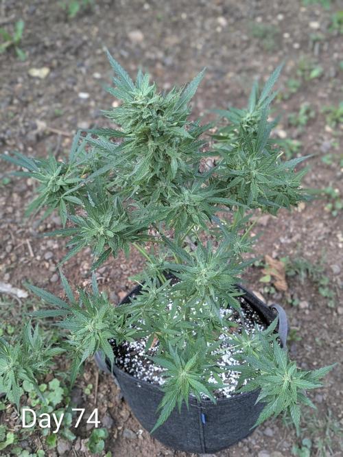 Mystic Gorilla. Week 10