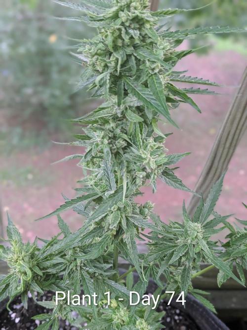 2nd Outdoor Grow - Mystic Gorilla Auto. Week 10