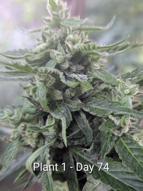2nd Outdoor Grow - Mystic Gorilla Auto. Week 10