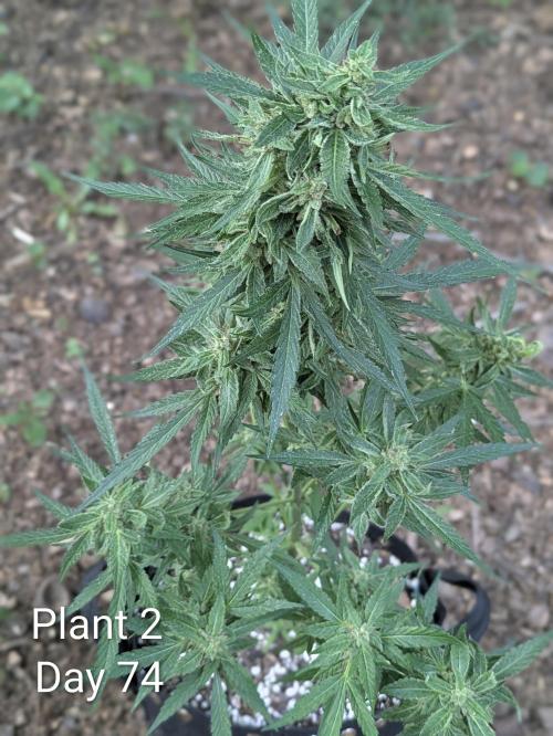 2nd Outdoor Grow - Mystic Gorilla Auto. Week 10