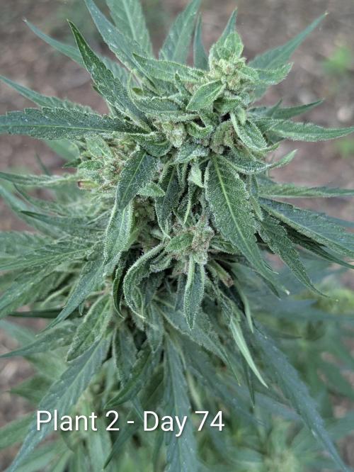 2nd Outdoor Grow - Mystic Gorilla Auto. Week 10