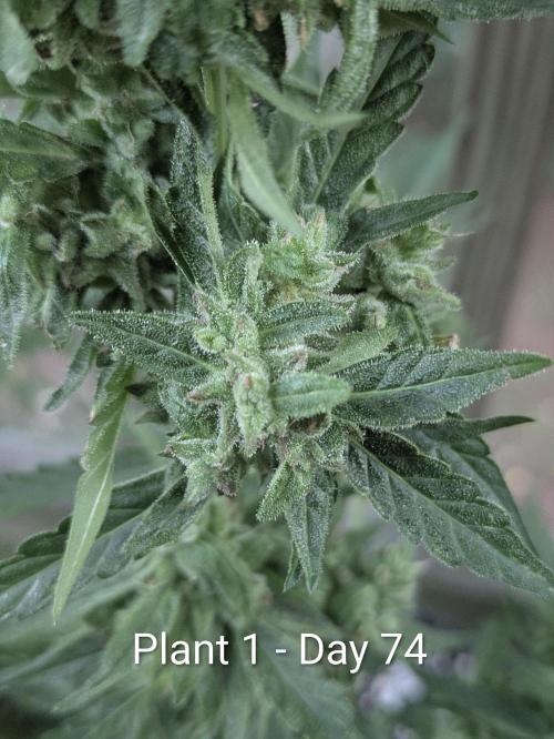 2nd Outdoor Grow - Mystic Gorilla Auto. Week 10
