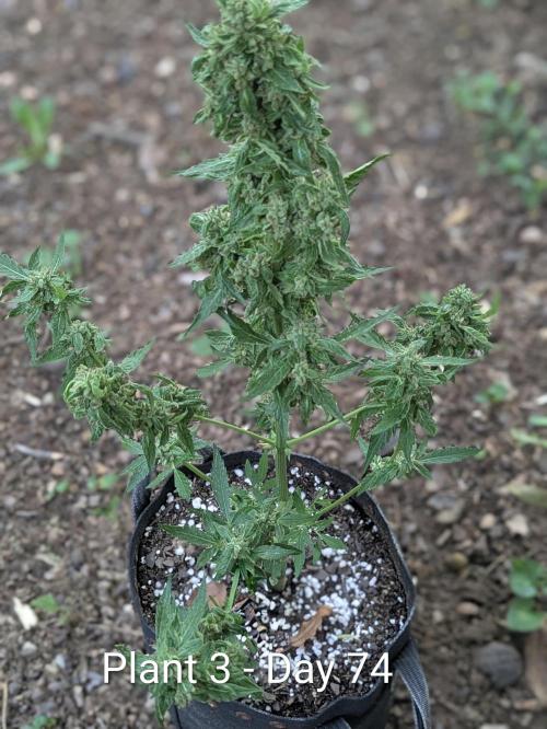 Mystic Gorilla Auto. Week 10