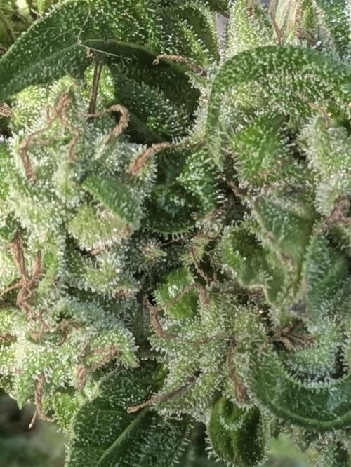 2nd Outdoor Grow - Mystic Gorilla Auto. Week 10