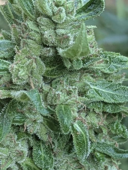 2nd Outdoor Grow - Mystic Gorilla Auto. Week 10