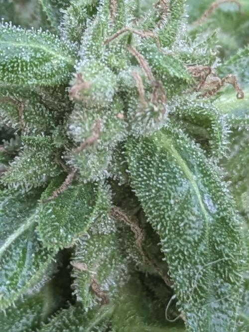 2nd Outdoor Grow - Mystic Gorilla Auto. Week 10