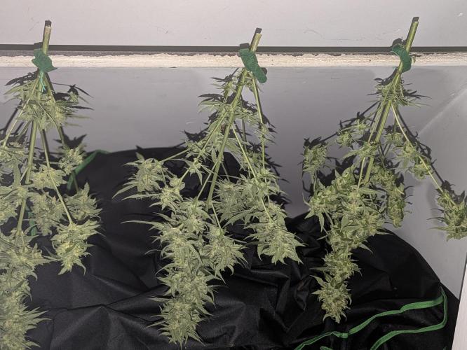 2nd Outdoor Grow - Mystic Gorilla Auto. Week 11