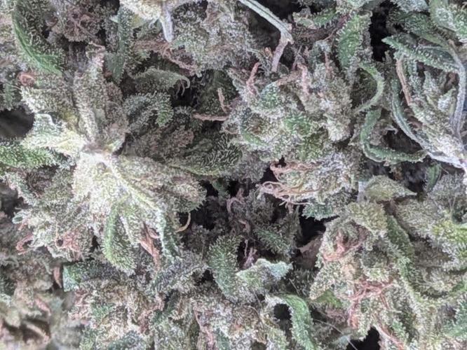 2nd Outdoor Grow - Mystic Gorilla Auto. Week 11