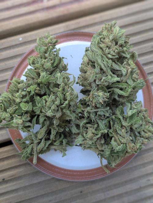 2nd Outdoor Grow - Mystic Gorilla Auto. Week 11